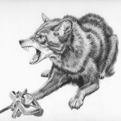 Coyote Drawing