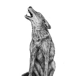 Coyote Drawing Art