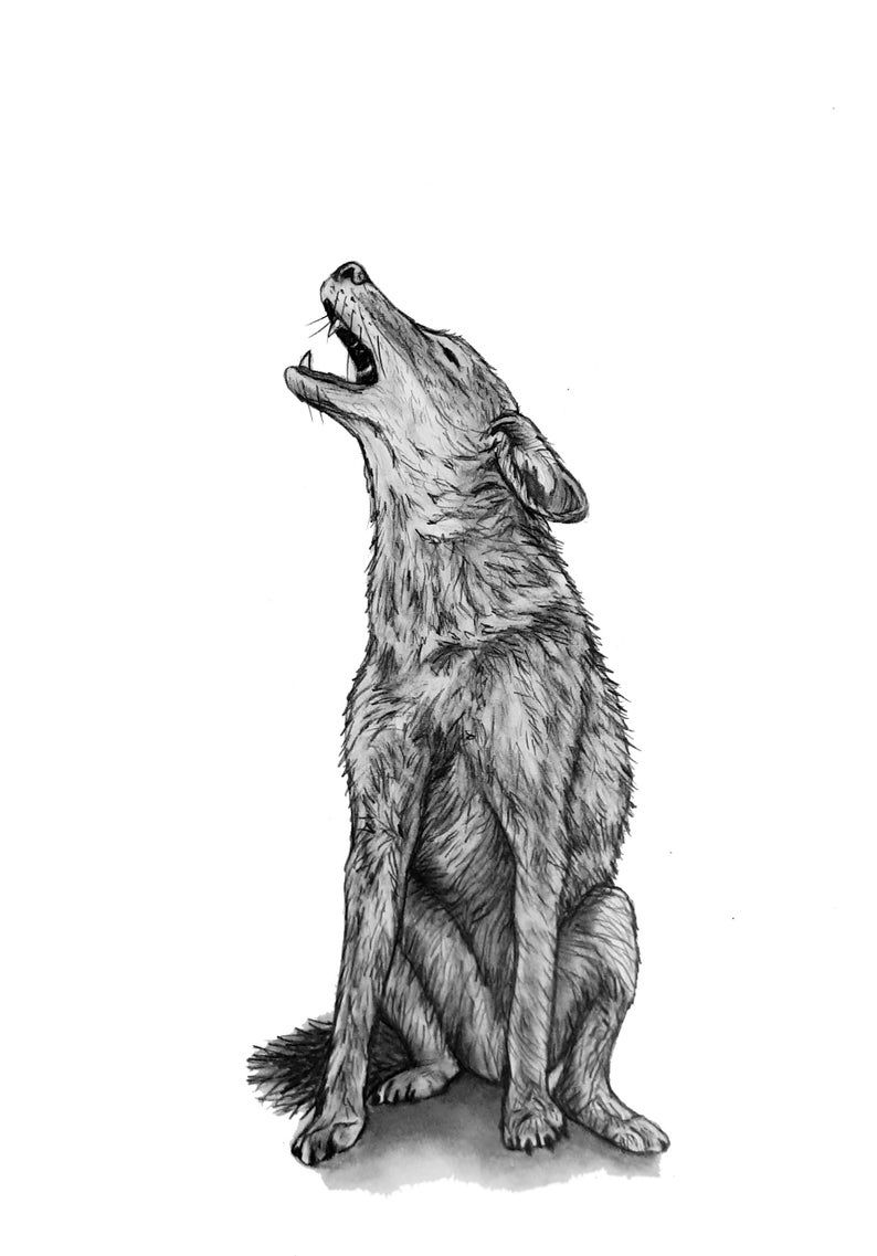 Coyote Drawing Art