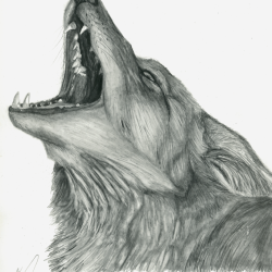 Coyote Drawing Artistic Sketching