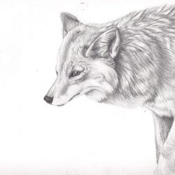 Coyote Drawing Creative Style