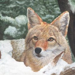 Coyote Drawing Detailed Sketch