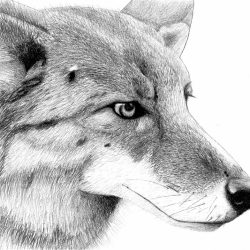 Coyote Drawing Fine Art