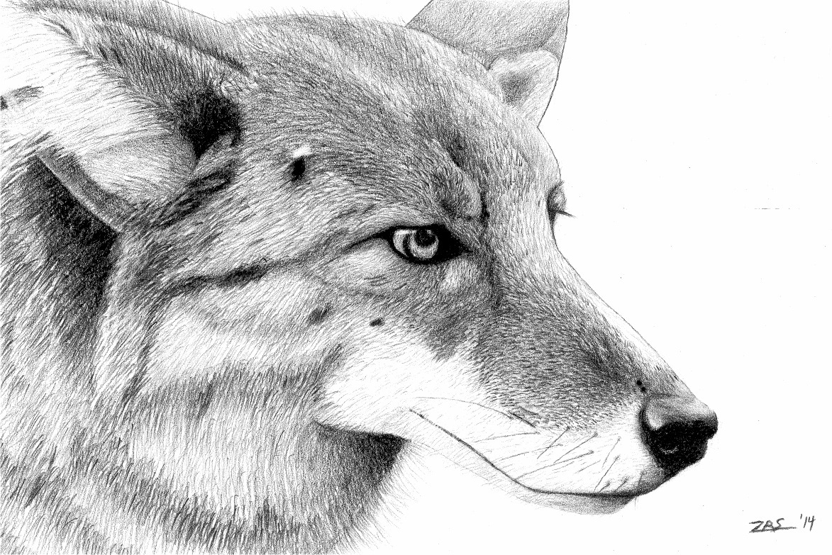 Coyote Drawing Fine Art