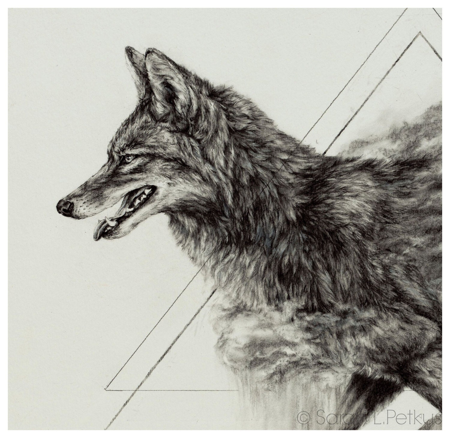 Coyote Drawing Hand drawn Sketch