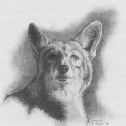 Coyote Drawing Image