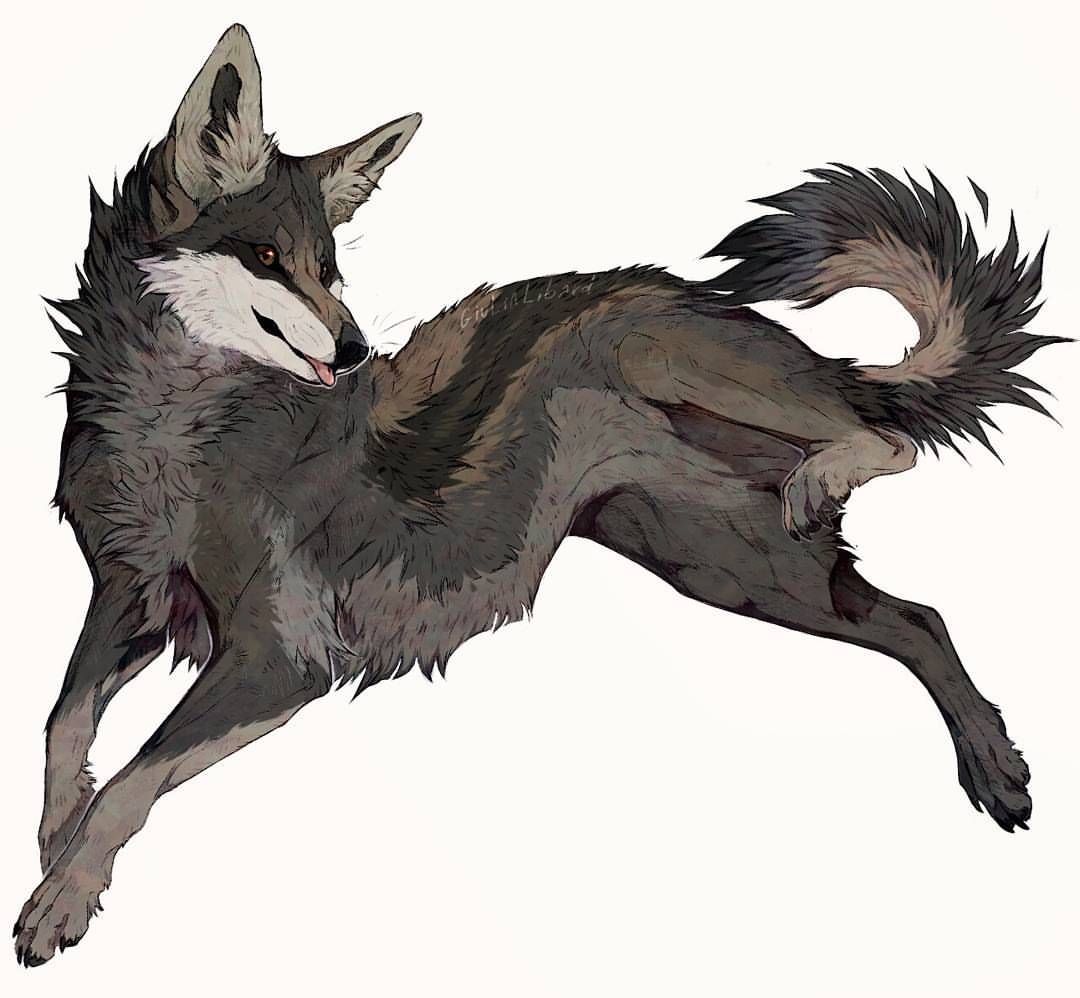 Coyote Drawing Modern Sketch