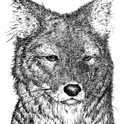 Coyote Drawing Professional Artwork