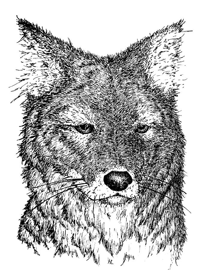 Coyote Drawing Professional Artwork