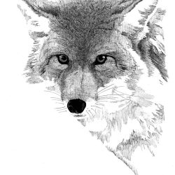 Coyote Drawing Realistic Sketch