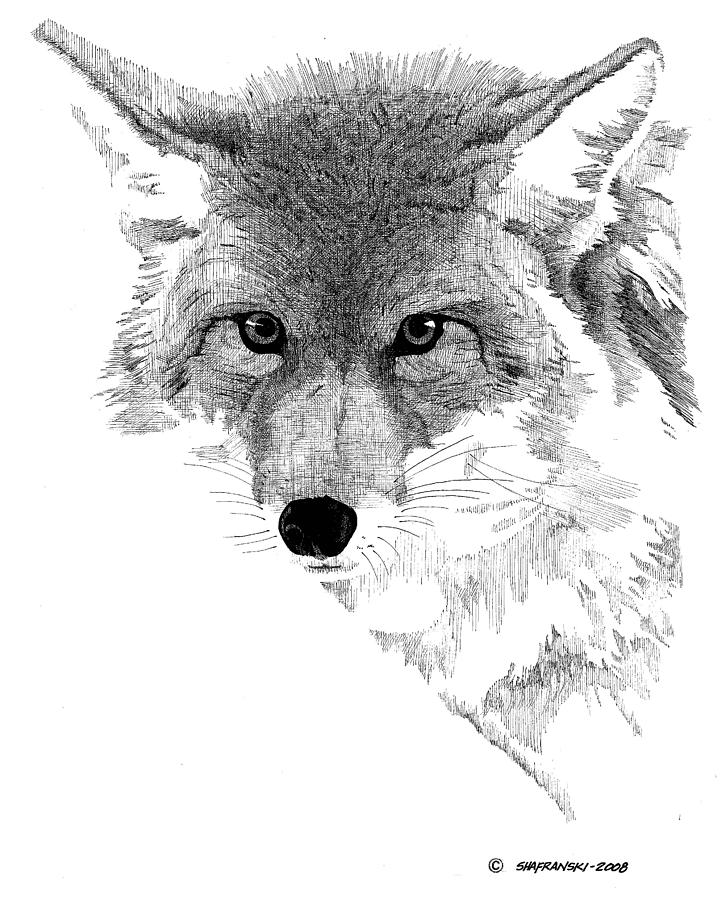 Coyote Drawing Realistic Sketch