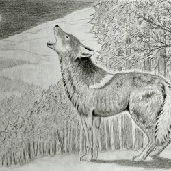 Coyote Drawing Unique Art