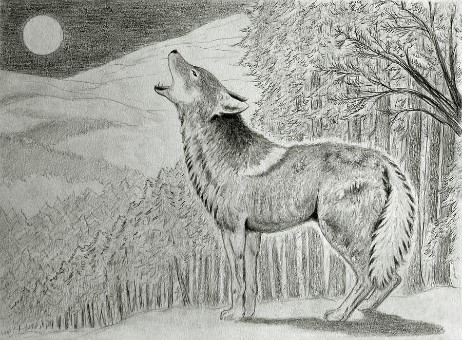 Coyote Drawing Unique Art