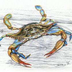 Crab Drawing