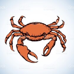 Crab Drawing Art