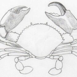 Crab Drawing Artistic Sketching