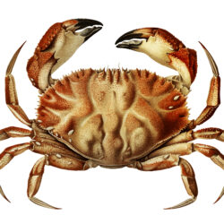 Crab Drawing Beautiful Artwork