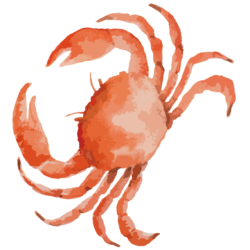 Crab Drawing Detailed Sketch