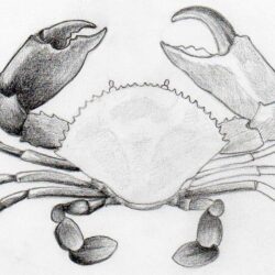 Crab Drawing Hand Drawn