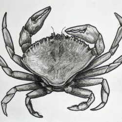 Crab Drawing Hand Drawn Sketch