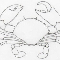 Crab Drawing Image