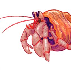 Crab Drawing Modern Sketch