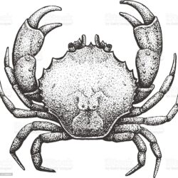 Crab Drawing Photo