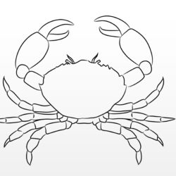 Crab Drawing Stunning Sketch