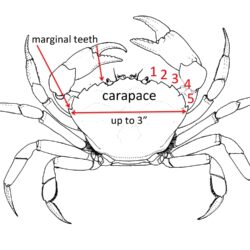 Crab Drawing Unique Art