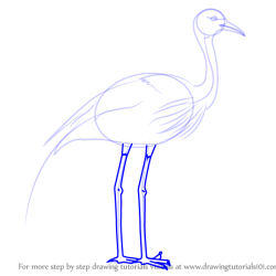 Crane Bird Drawing Amazing Sketch