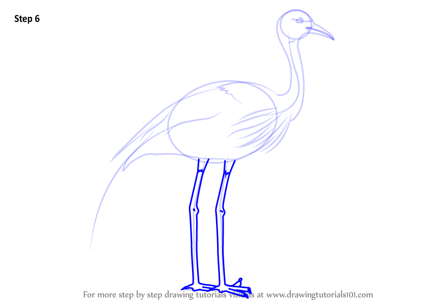 Crane Bird Drawing Amazing Sketch