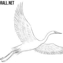 Crane Bird Drawing Art