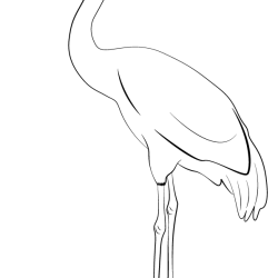 Crane Bird Drawing Artistic Sketching