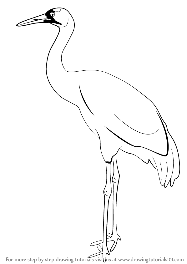Crane Bird Drawing Artistic Sketching
