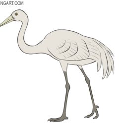 Crane Bird Drawing Fine Art