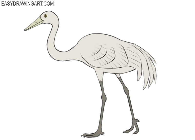 Crane Bird Drawing Fine Art
