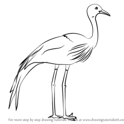 Crane Bird Drawing Hand drawn