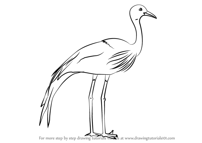 Crane Bird Drawing Hand drawn