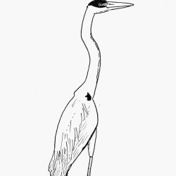 Crane Bird Drawing Intricate Artwork