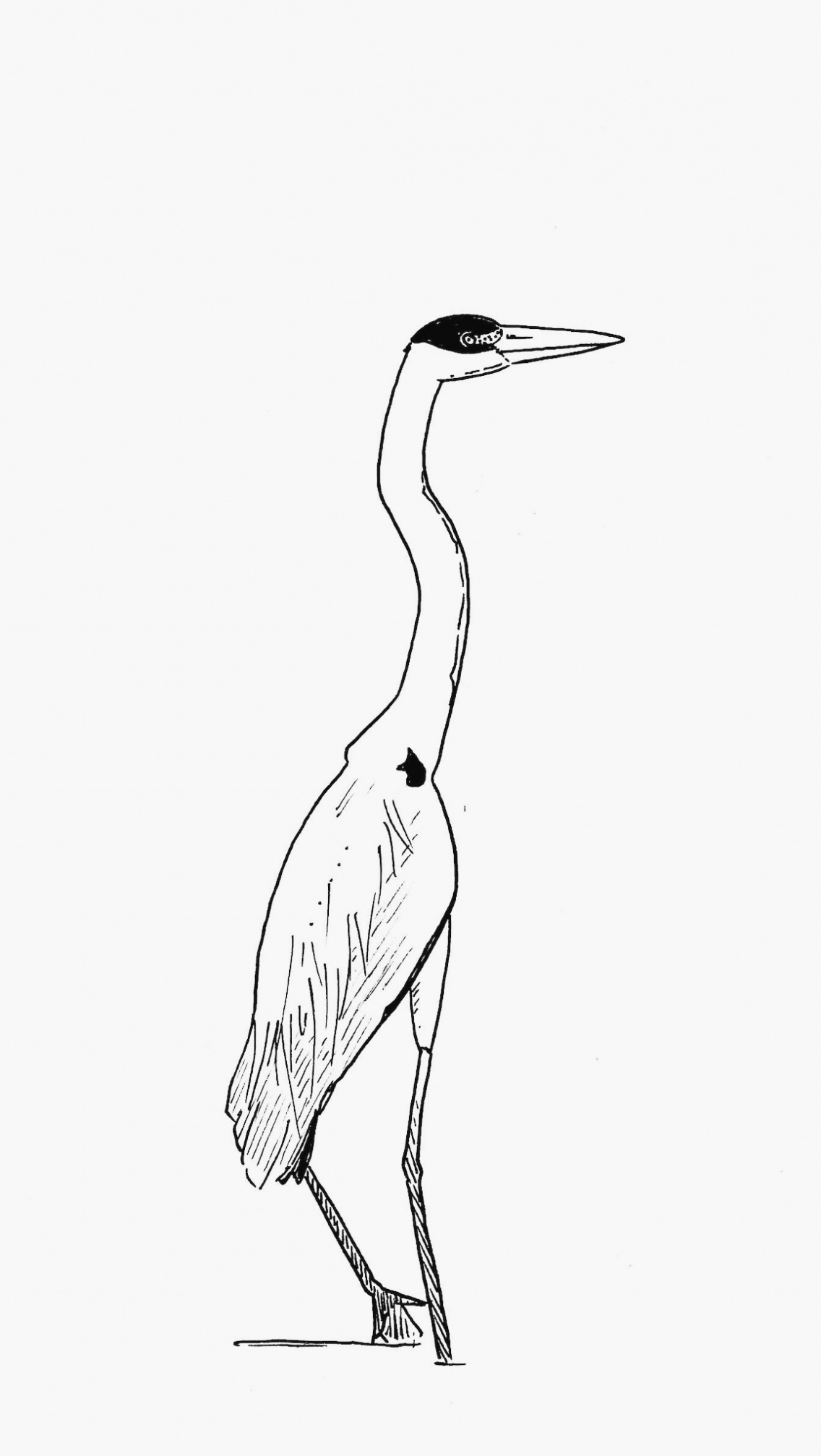 Crane Bird Drawing Intricate Artwork