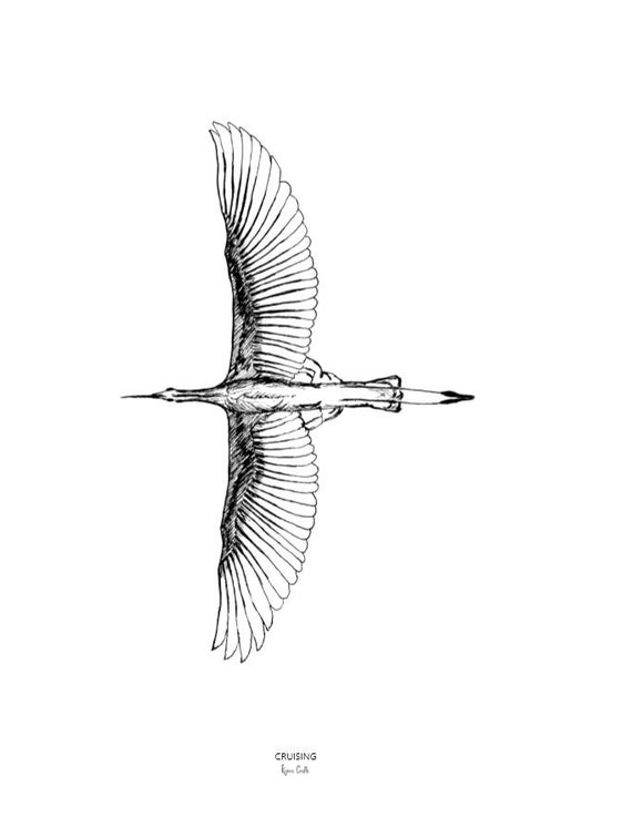 Crane Bird Drawing Modern Sketch