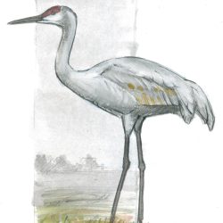 Crane Bird Drawing Stunning Sketch