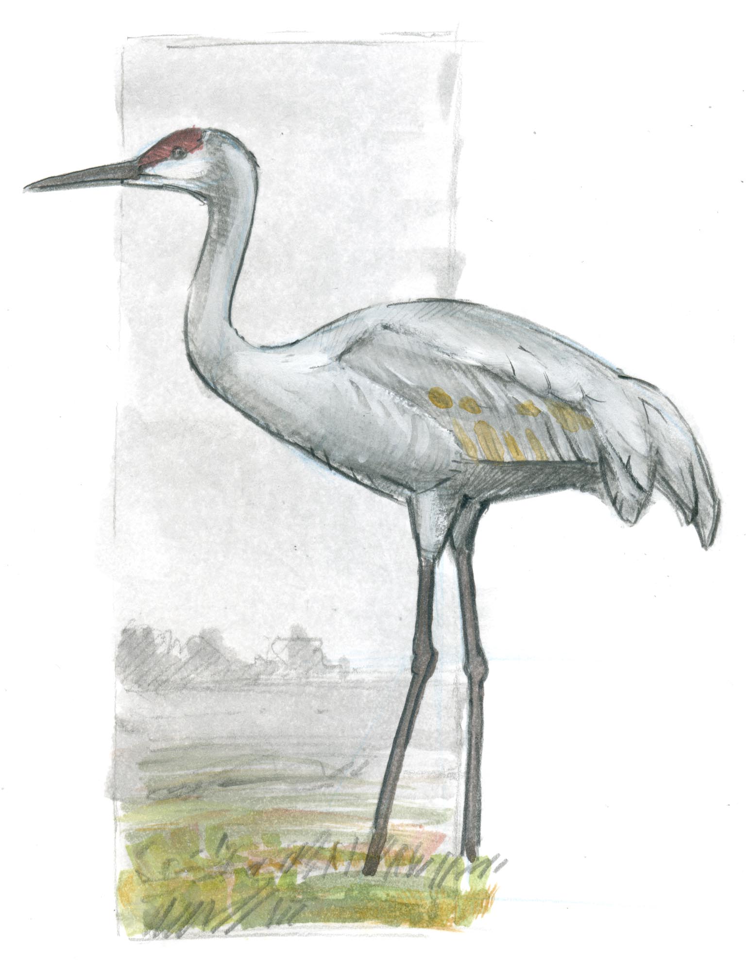 Crane Bird Drawing Stunning Sketch