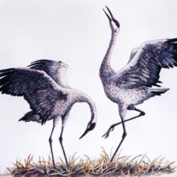 Crane Drawing Art