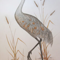 Crane Drawing Artistic Sketching