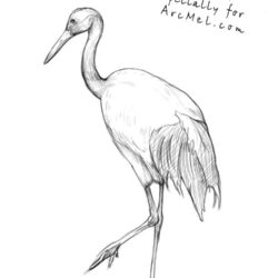 Crane Drawing Hand Drawn Sketch