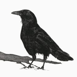 Crow Drawing