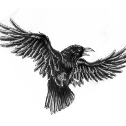 Crow Drawing Amazing Sketch