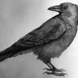 Crow Drawing Art