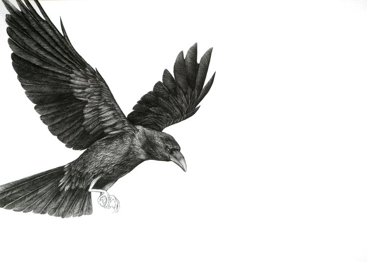 Crow Drawing Artistic Sketching